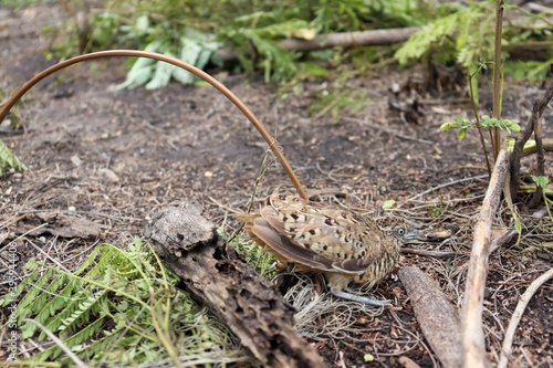 Turnicidae are caught in the net or trapped photo