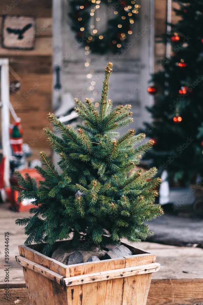 Small Christmas tree in a wooden pot in the backyard with