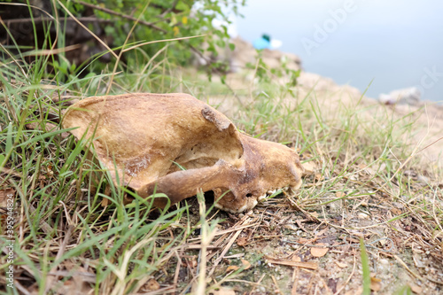 The skull of a dog on a rock