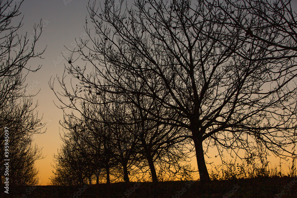 Silhouette dry tree on a sky background. Tree branches. Winter time in the garden. Silhouette dry tree on a sky background. Tree branches. Winter time in the garden.