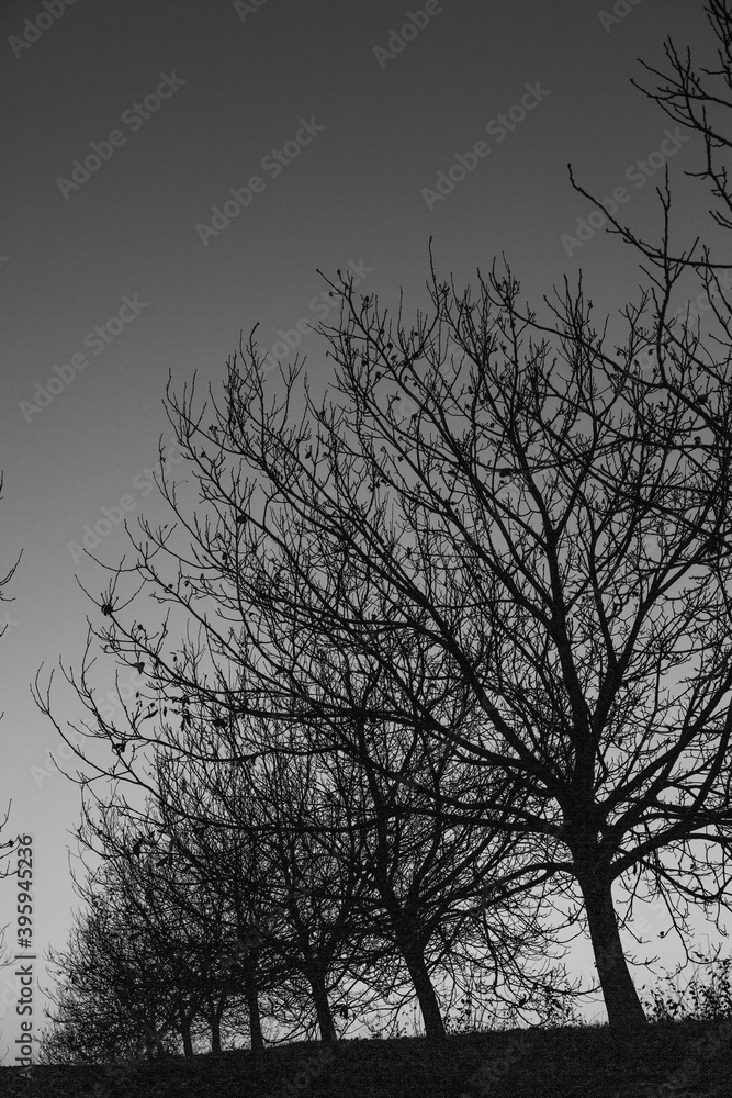 Silhouette dry tree on a sky background. Tree branches. Winter time in the garden. Silhouette dry tree on a sky background. Tree branches. Winter time in the garden.