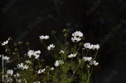 flowers in the meadow