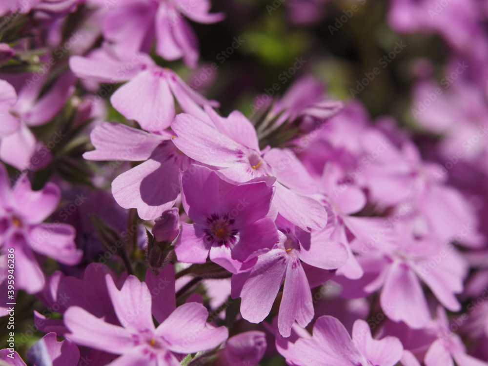 Obraz premium Rosa Blüten im Frühling