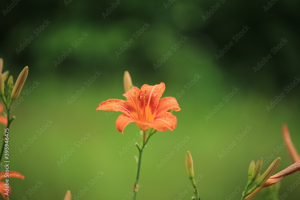 Fototapeta premium orange lily standing against a green background