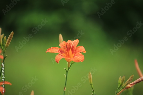 orange lily standing against a green background