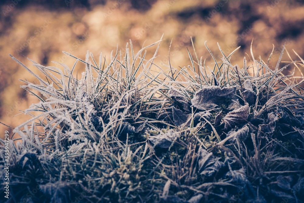 Fototapeta premium Frozen grass in the morning and hot light in the background Winter mood concept
