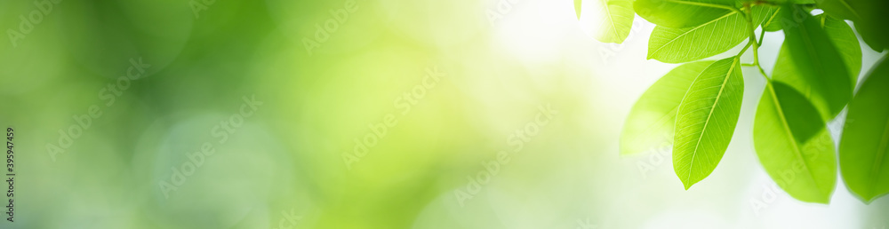 Obraz premium Nature of green leaf in garden at summer. Natural green leaves plants using as spring background cover page greenery environment ecology wallpaper