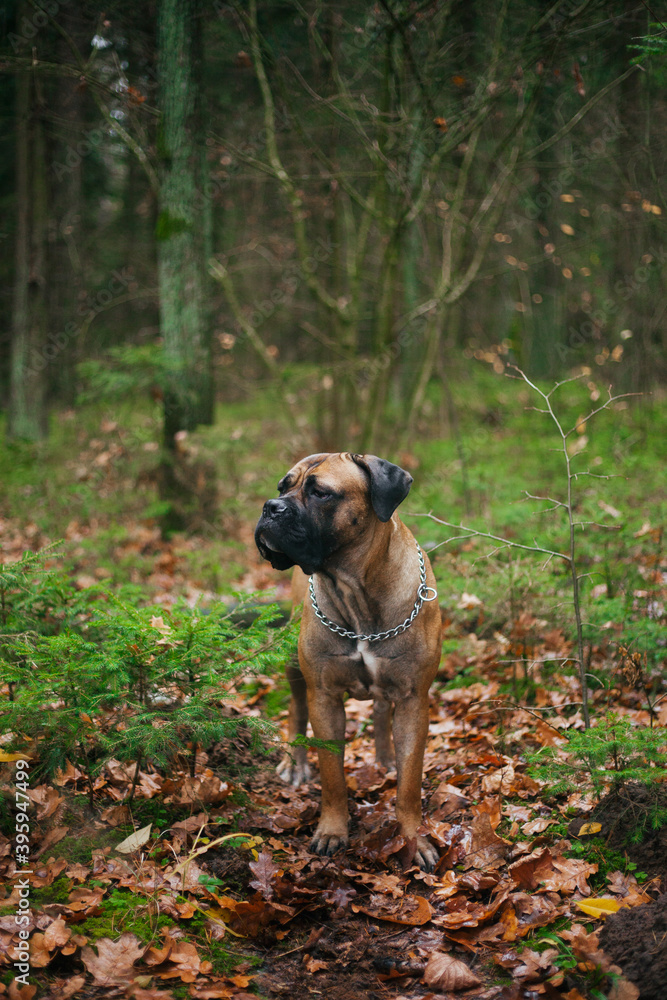 Grey Italian cane corso dog running.Female dog. Italian Cane Corso. Portrait of a dog in a forest.  