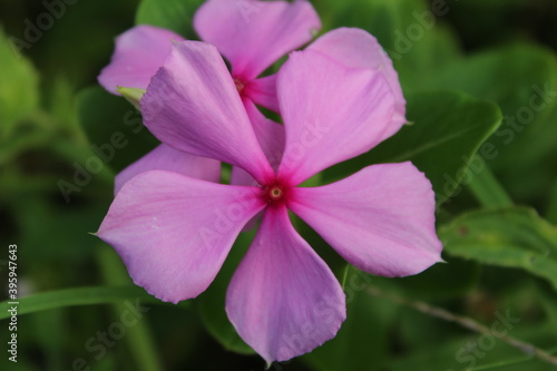 Catharanthus roseus, commonly called pink periwinkle, is an invasive plant growing in Florida.