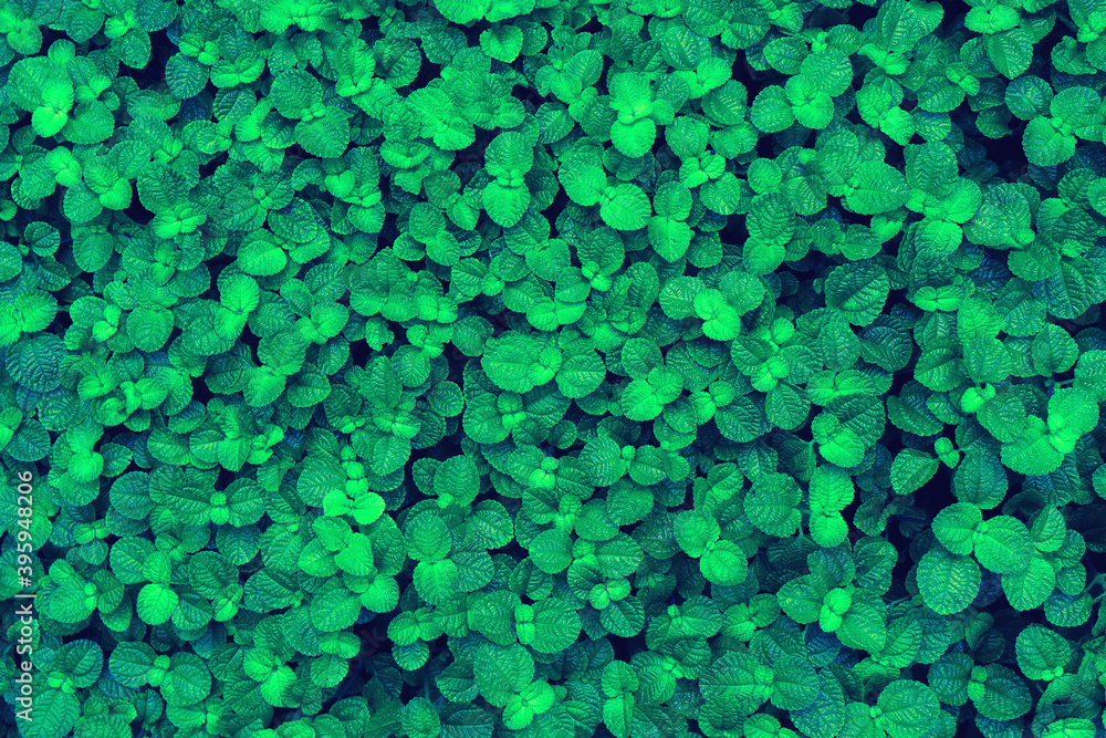 Moody green Leaf and Nature Backgrounds Moody green Leaf and Nature Backgrounds