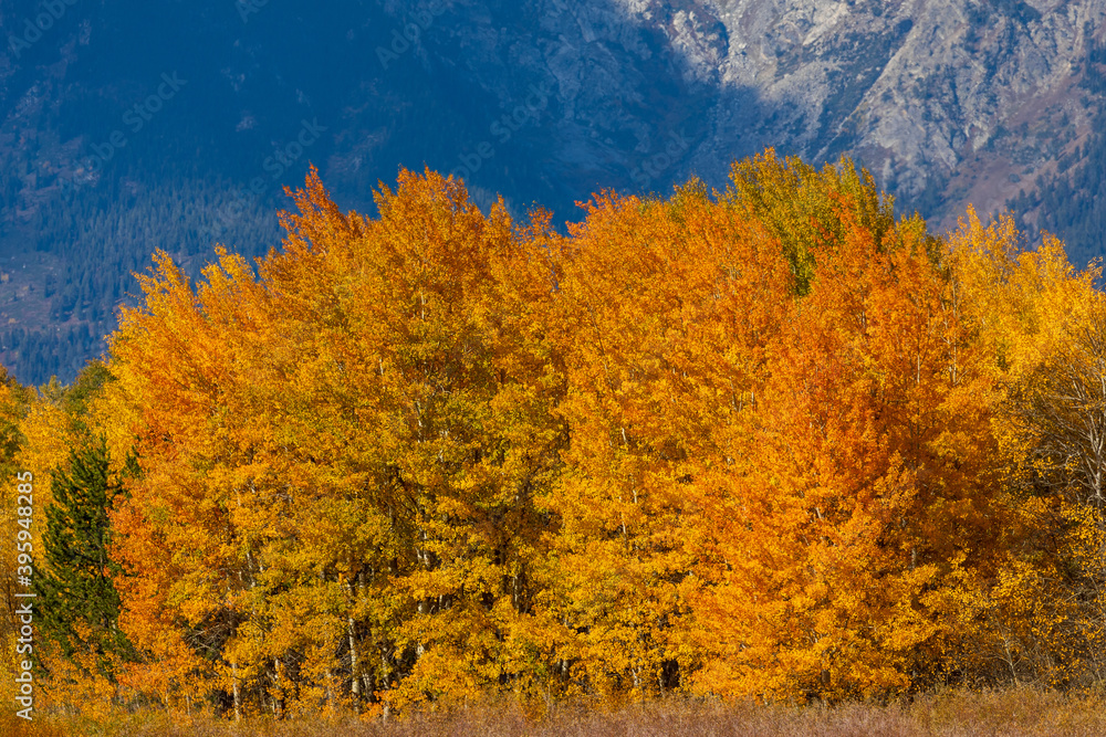 Autumn Landscape in Grand Teton National Park Wyoming