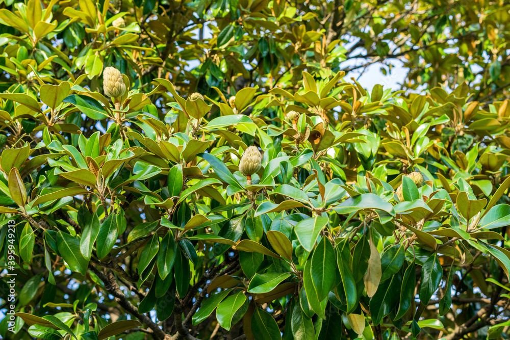 Lush magnolia tree top with flower buds. selective focus background Lush magnolia tree top with flower buds. selective focus background