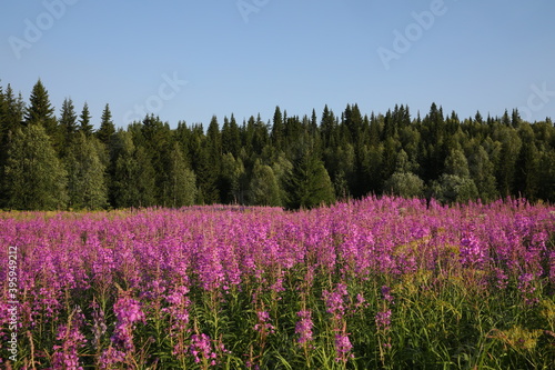 A field of flowers.Beautiful meadow of bright red plants.Chamaenerion in the forest on a Sunny day with a blue sky.Lot blooming inflorescences connect into a solid spot