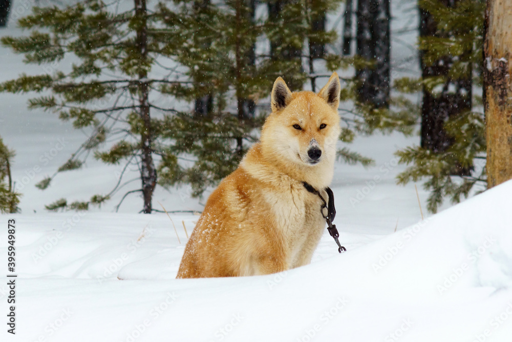 dog Laika in the forest in winter when it snows. the concept of the weather space for copy text