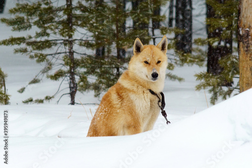 dog Laika in the forest in winter when it snows. the concept of the weather space for copy text © Алексей Филатов