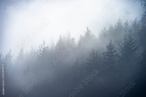 Wunderschöne Aufnahme von einem Nebelwald