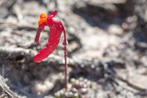 The amazing red flowered Utricularia menziesii in the Cape Le Grand Nationalpark south of Esperance, Western Australia