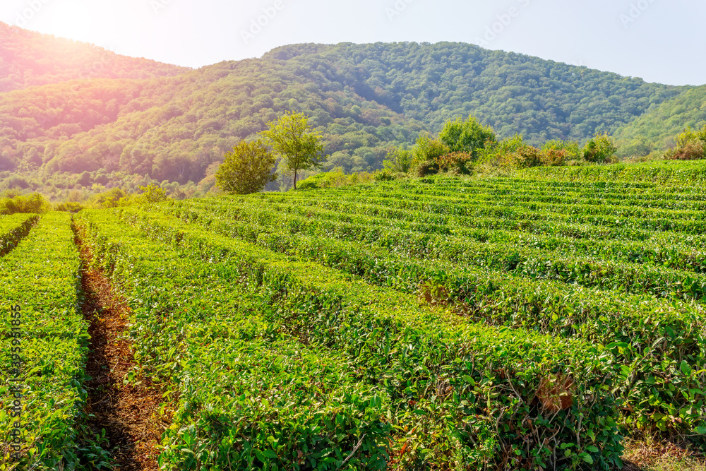leaves of tea from green bushes high in the mountains. Tea Valley tea production. leaves of tea from green bushes high in the mountains. Tea Valley tea production.