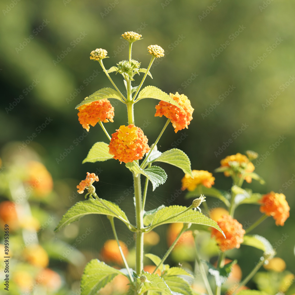 Lantana camara | Blütenstände einer Wandelröschens mit zweifarbige Kronen und dunkelgrüne, gezahnte Blätter Lantana camara | Blütenstände einer Wandelröschens mit zweifarbige Kronen und dunkelgrüne, gezahnte Blätter