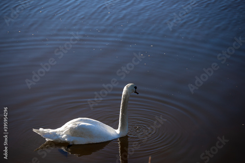 Graceful white swan in the blue sea