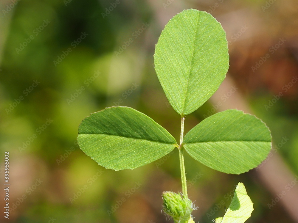 Hop Trefoil (Trifolium campestre) Hop Trefoil (Trifolium campestre)