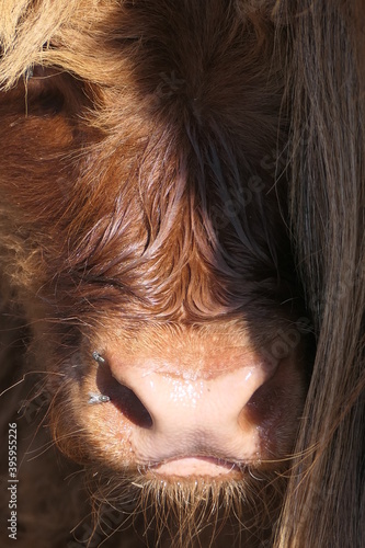 close up of a cow