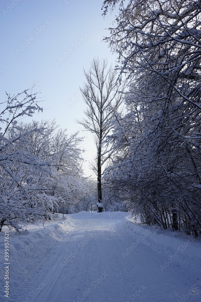 winter trees illuminated by the sun in the park by the road. Moscow park Kuskovo winter trees illuminated by the sun in the park by the road. Moscow park Kuskovo