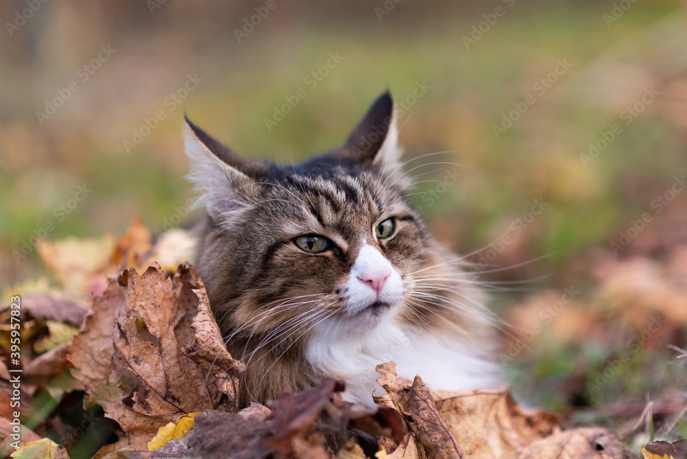 beautiful Norwegian forest cat lying in a vineyard and surrounded by grape leaves in autumn. tranquility, warm colors