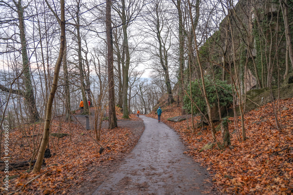 Autumn landscape with forest path in koenigswinter Bonn Germany Autumn landscape with forest path in koenigswinter Bonn Germany