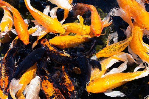 Beautiful golden carps and koi fishes in the pond. Top view