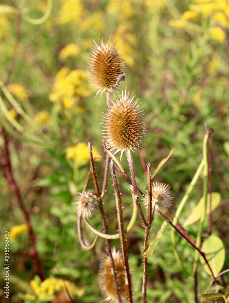 A close view of the brown thistle weeds in the field. A close view of the brown thistle weeds in the field.