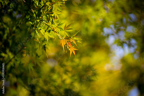 紅葉途中の葉っぱ