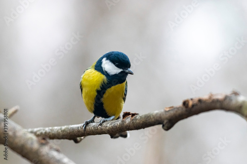great tit (Parus major) in winter frosty weather in the snow. The great tit (Parus major) is a passerine bird in the tit family Paridae.  © ihorhvozdetskiy