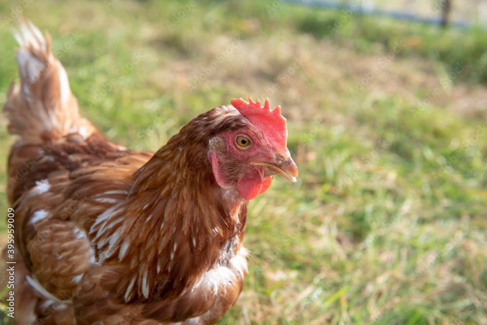 Close up image of a chicken outdoors with copy space 