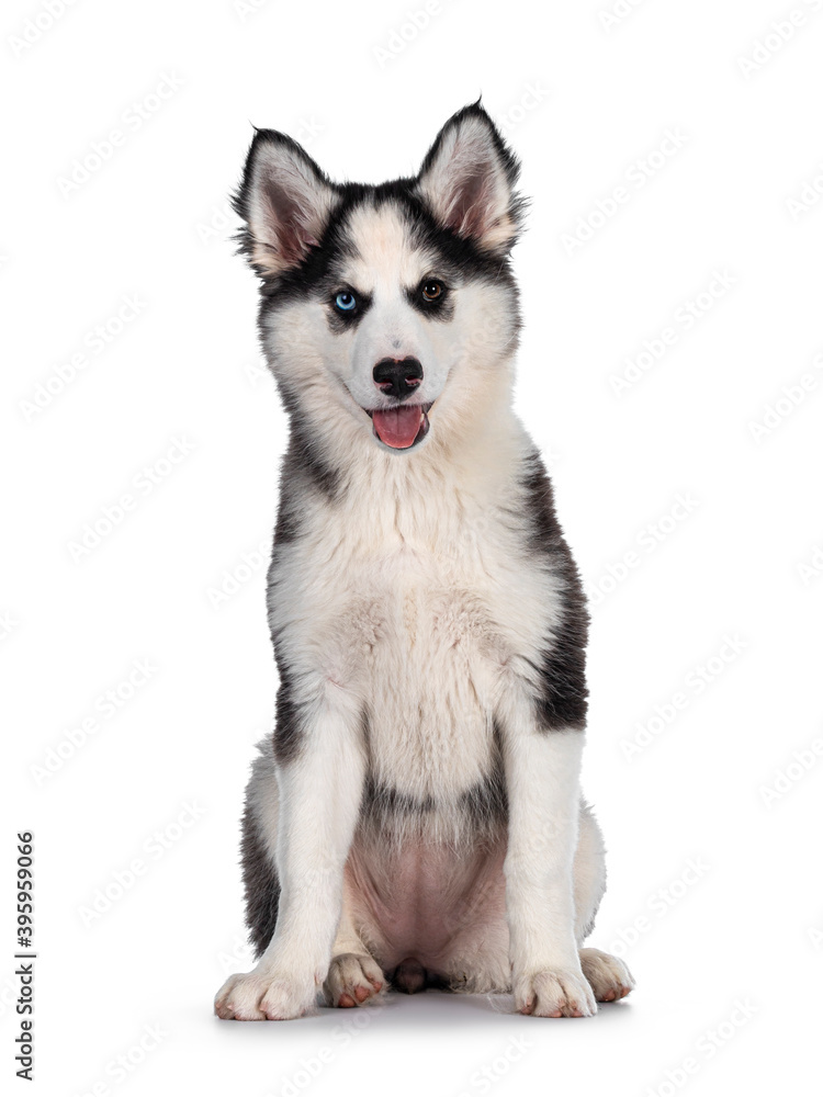 Adorable Yakutian Laika dog pup, odd eyed and cute black masked. Sitting up facing front. Looking towards camera. Isolated on white background.