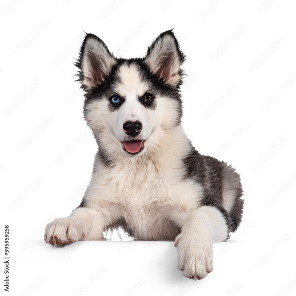 Adorable Yakutian Laika dog pup, odd eyed and cute black masked. Laying down facing front on edge. Looking towards camera. Isolated on white background.