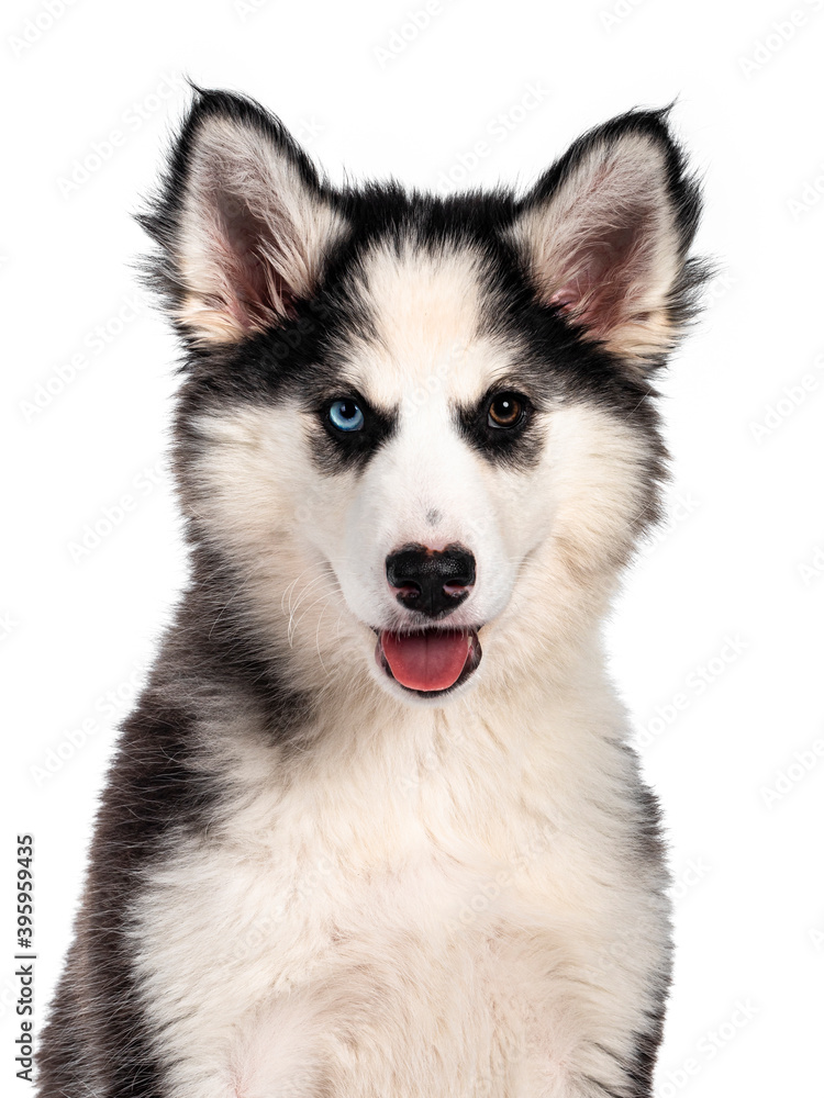 Head shot of adorable Yakutian Laika dog pup, odd eyed and cute black masked. Sitting facing front. Looking towards camera. Isolated on white background.