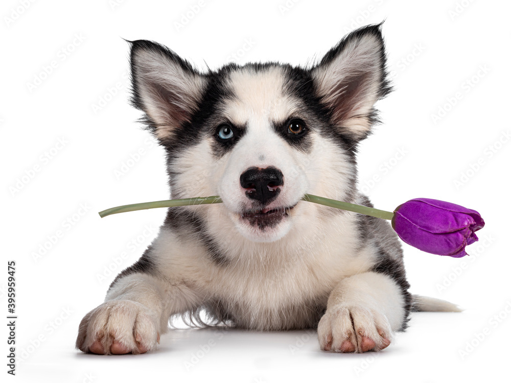 Adorable Yakutian Laika dog pup, odd eyed and cute black masked. Laying down facing front. Holding purple fake tulip in mouth. Looking towards camera. Isolated on white background.