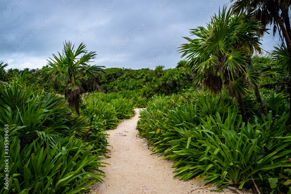 Fototapeta premium sand pathway between wild palms and bushes. 