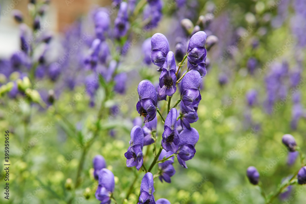 Фотография purple aconite inflorescences on blurred background