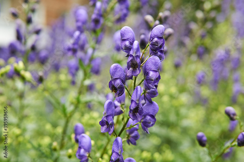 Photos purple aconite inflorescences on blurred background