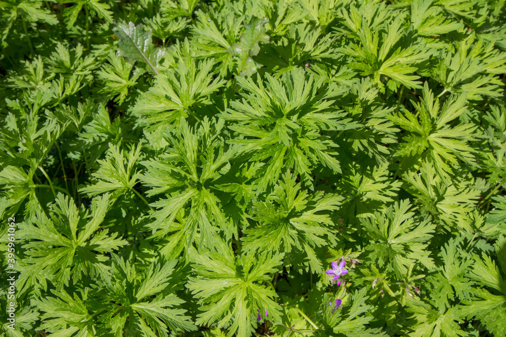 Meadow crane's-bill (Geranium pratense) plant growing in a garden Meadow crane's-bill (Geranium pratense) plant growing in a garden