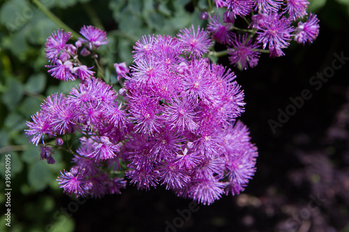 Columbine meadow-rue (Thalictrum aquilegiifolium) plant blooming in a garden photo