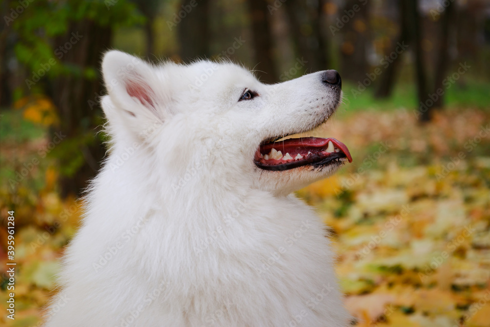 Naklejka premium A close up profile portrait of an Samoyed Spitz against a background of blurry yellow fallen autumn leaves. The ears are raised, the mouth is open.