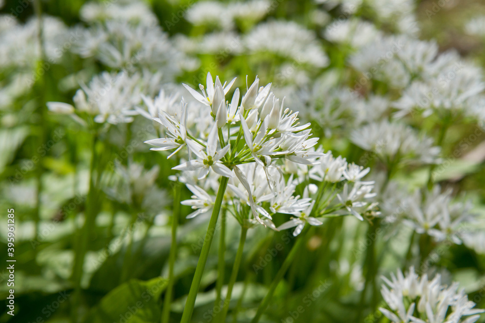 Wild garlic (Allium ursinum) plant blooming in a garden Wild garlic (Allium ursinum) plant blooming in a garden