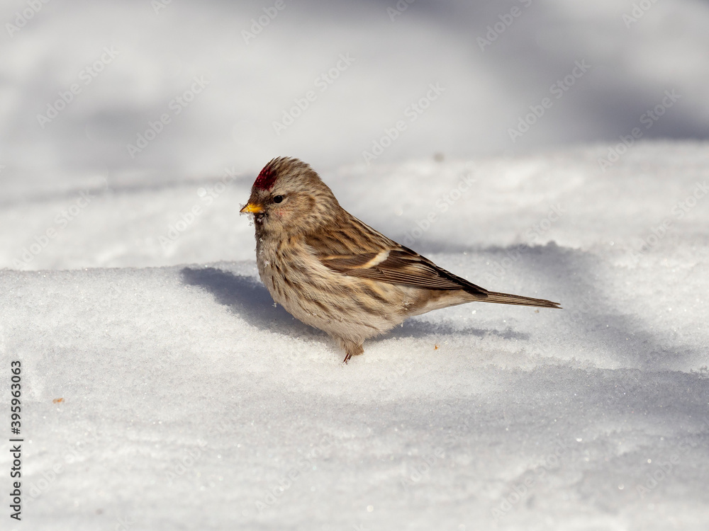 Сommon redpoll (Acanthis flammea) in frosty winter weather in the snow. The common redpoll (Acanthis flammea) is a species of bird in the family Fringillidae. Сommon redpoll (Acanthis flammea) in frosty winter weather in the snow. The common redpoll (Acanthis flammea) is a species of bird in the family Fringillidae.