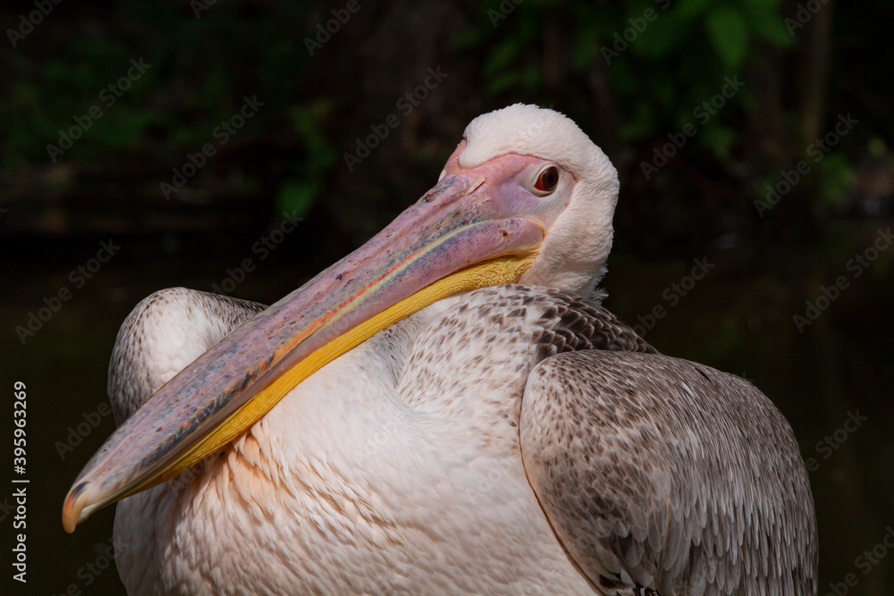 pelican with a long beak on the river surface in nature in the park during the day
