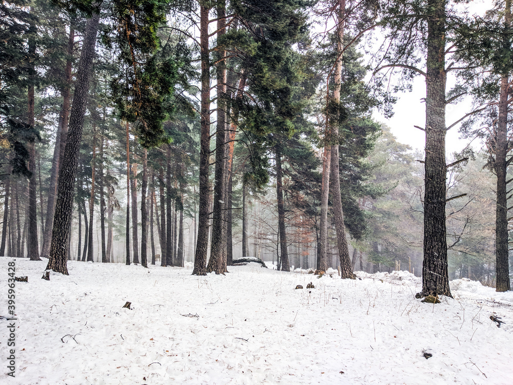 Fototapeta premium Snow landscape in winter (Spain)