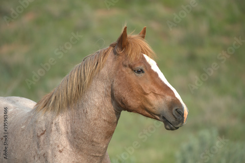 Wild Horses, portrait of a stallion