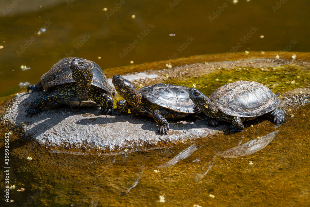 Obraz premium group of small green turtles with carapace on a stone in the park in the river during the day